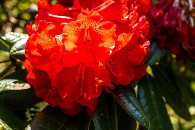 Rhododendron rubicon del kilimanjaro fiori rossi nel parco naturale di iturraran paesi baschi