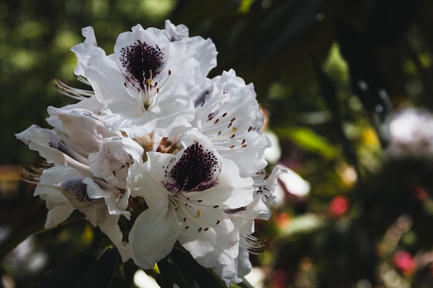 Rhododendron Sappho flower blooming in spring Copy space Selective focus