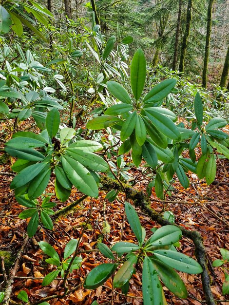 Rhododendron shrub in the forest large green leaves with drops