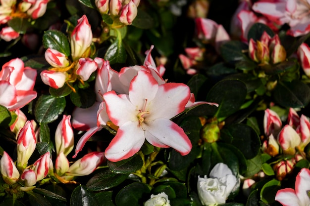 Rhododendron simsii of Indische Azalea Sims Azalea Bergroos Bergpioen De aantrekkelijk wilde roze rozenblaadjes met ruches