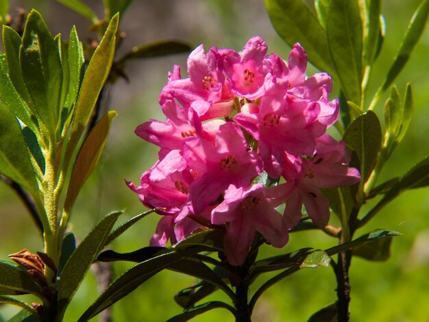 Photo rhododendron