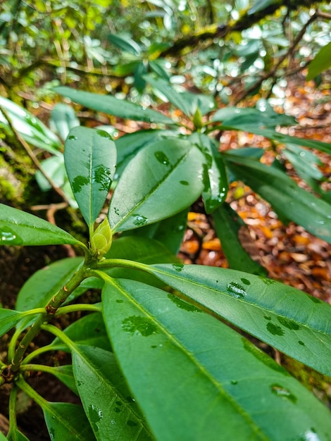 Rhododendronstruik in het bos grote groene bladeren met druppels