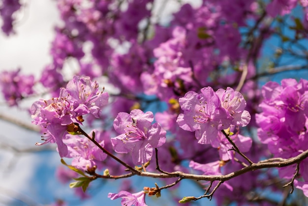 Rhododndron rhododndron fiori e cielo blu primavera