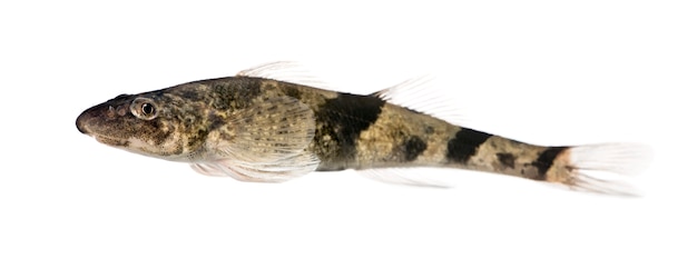 Rhone streber - Zingel asper, Critically Endangered