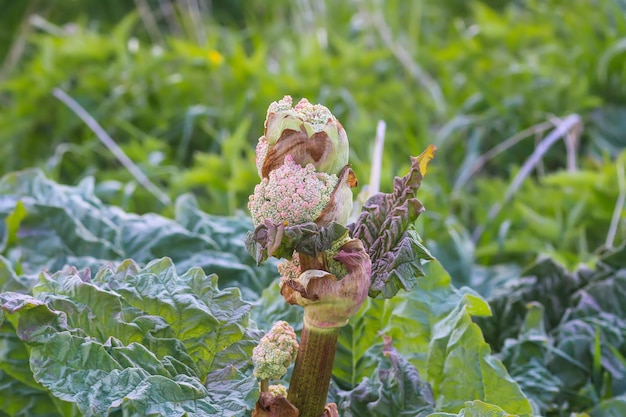 夏の庭で育つルバーブ植物