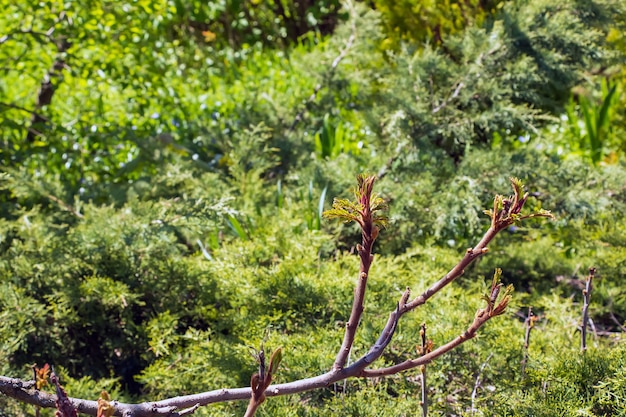 ルース・ティフィナ (Rhus typhina) は春の初めに生息する植物です