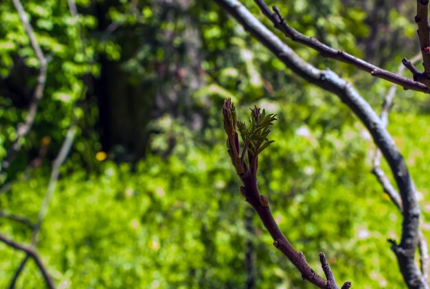 Rhus typhina в начале весны Rhus typphina stag sumac - это вид цветущего растения