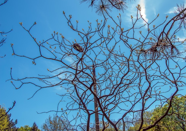 Photo rhus typhina in early spring rhus typhina stag sumac is a species of flowering plant