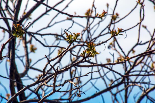 Rhus typhina in early spring (Rhus typhina stag sumac) 는 꽃이 피는 식물의 일종이다.