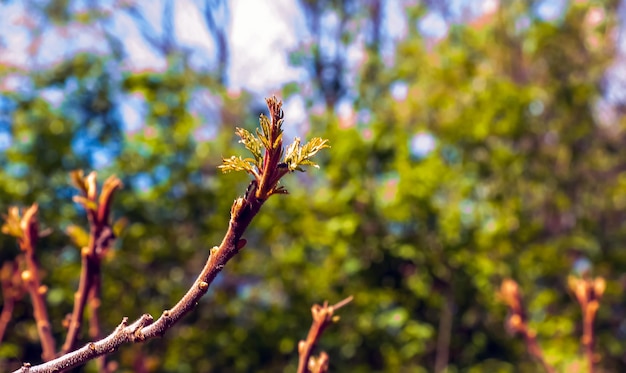 Rhus typhina in early spring (Rhus typhina stag sumac) 는 꽃이 피는 식물의 일종이다.