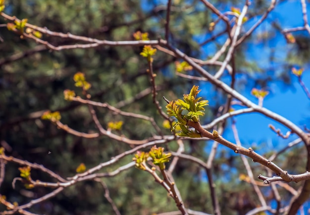 Foto rhus typhina all'inizio della primavera rhus typphina stag sumac è una specie di pianta da fiore