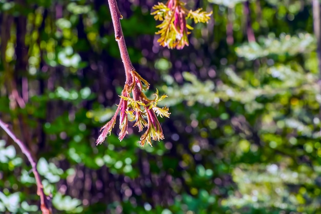 ルース・ティフィナ (Rhus typhina) は春の初めに生息する植物です