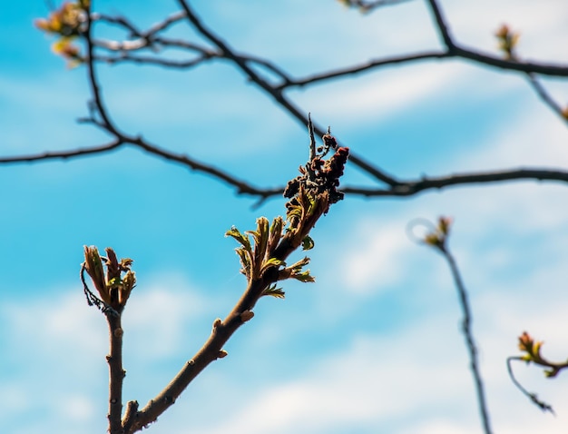 Rhus typhina in het vroege voorjaar Rhus Typhina stag sumac is een soort bloeiende plant