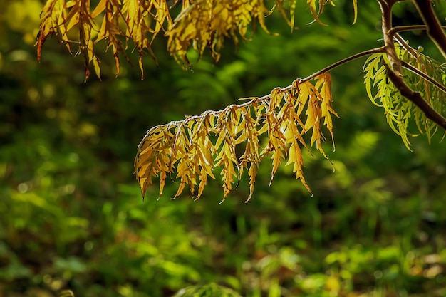 Rhus typhina in oktober Gele rode bladeren van staghorn sumac