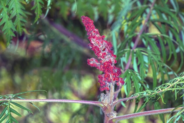 Photo rhus typhina in october rhus typhina stag sumac is a species of flowering plant