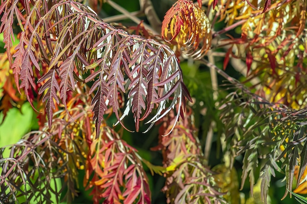 10月のラウス・ティフィナ (Rhus typhina) 黄色い 赤い 葉 の スターホーン・スマック