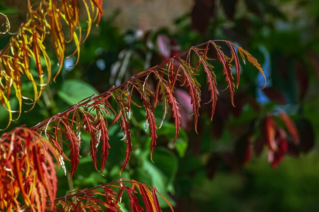 Photo rhus typhina in october yellow red leaves of staghorn sumac