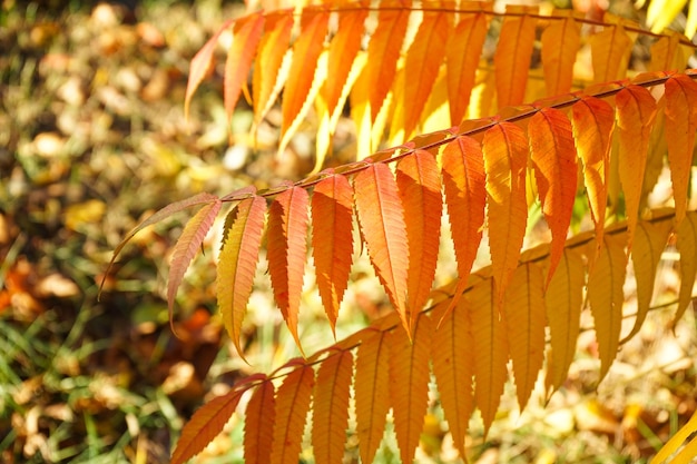 Rhus typhina of staghorn sumak in de herfst Close-up