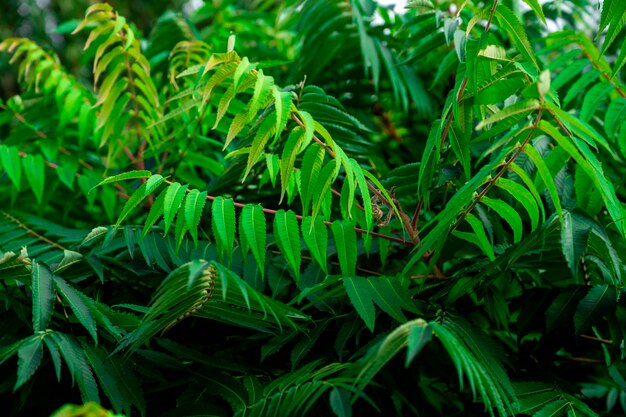 Rhus typhina. Otstove boom. Tak Sumak otstovy. Decoratieve boom Sumakh otstovy.