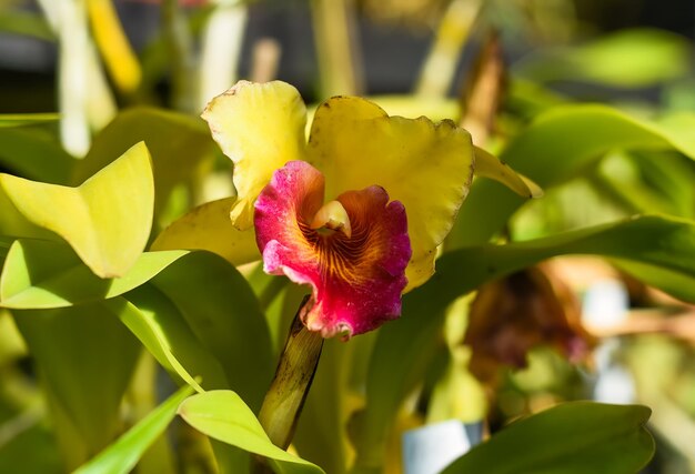 Rhyncholaeliocattleya Cheah BeanKee orchid close up