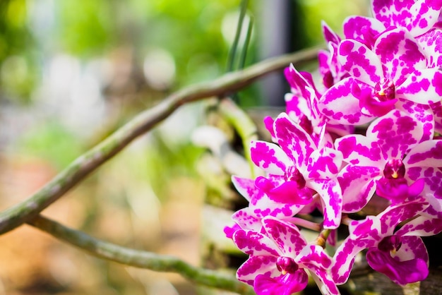 Цветки орхидеи Rhynchostylis Gigantea розового и белого цвета
