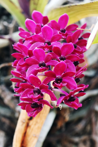 Foto rhynchostylis gigantea orchidee bloemen in de tuin