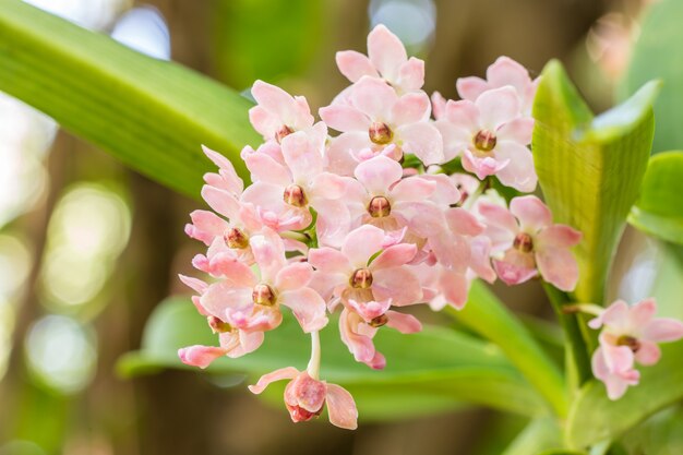 Rhynchostylis gigantea