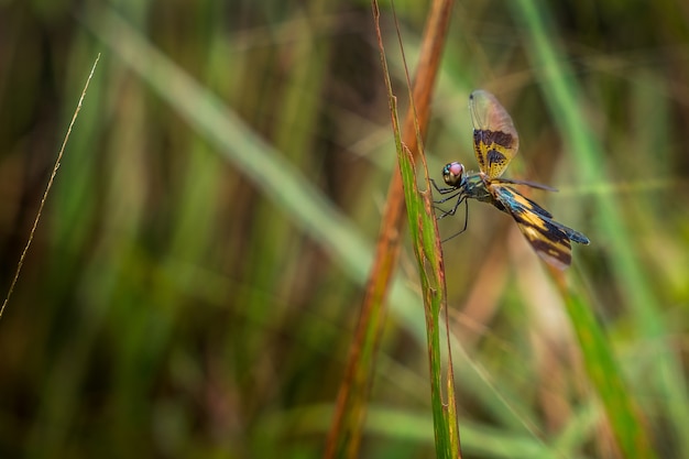 Rhyothemis variegata, is een soort libelle op het gras.