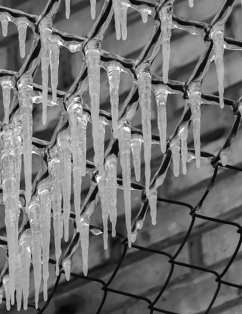 Rhythms of icicles on the grid