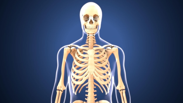 Photo rib cage anatomy bones medical 3d illustration