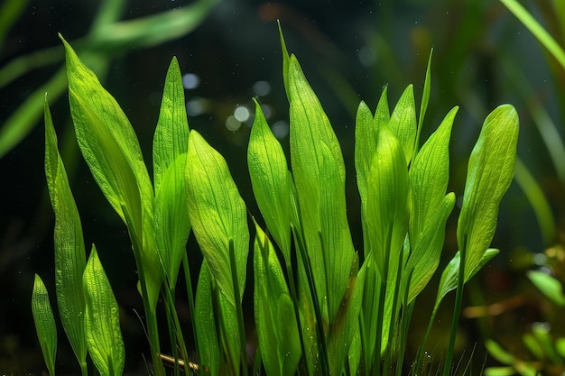 리본 모양의 수생 식물 리스네리아 (Vallisneria) 인공지능을 생성합니다.