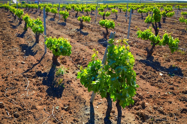 Ribera Guadiana vineyard Extremadura Spain