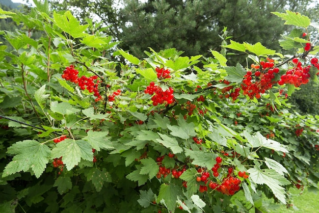 Ribes plant with many fruit