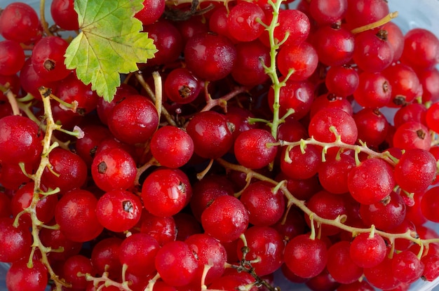 Ribes rubrum Ripe red currants in group Top view