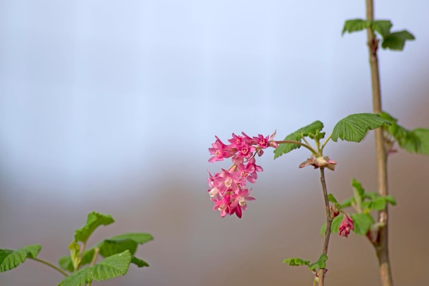 Ribes sanguineum branch