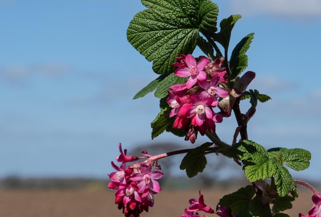 Foto ribes struik in volle bloei