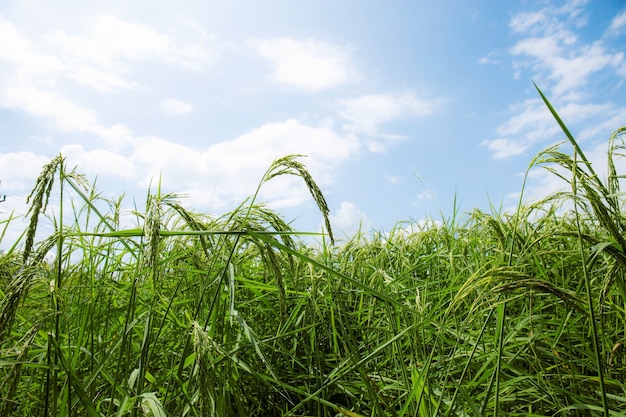 Rice are beginning to reach in field with blue sky