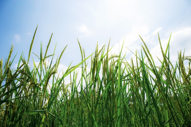 Rice are growing at sky.