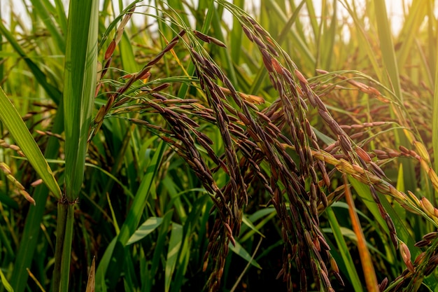 Rice berry close up