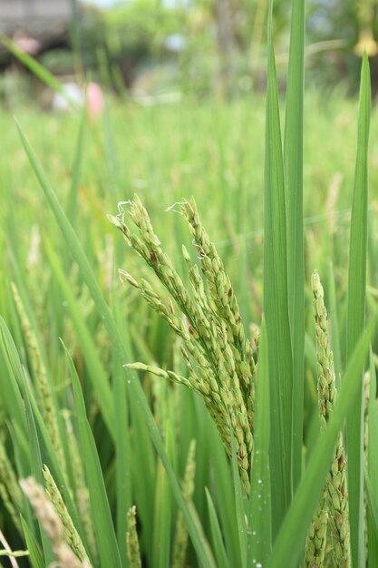 rice bud that began to turn yellow in the fields