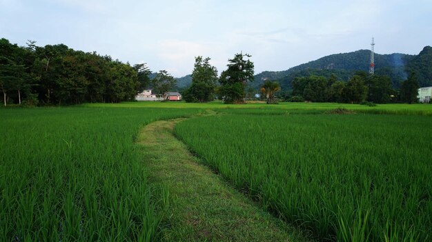 Photo rice - cereal plant in satun