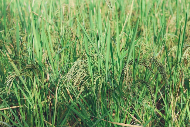 The rice ears that are beginning to turn yellow are looking forward to harvest day