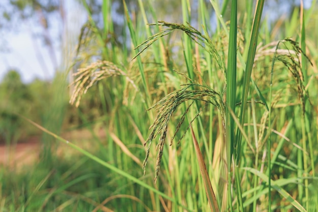 Photo the rice ears that are beginning to turn yellow are looking forward to harvest day