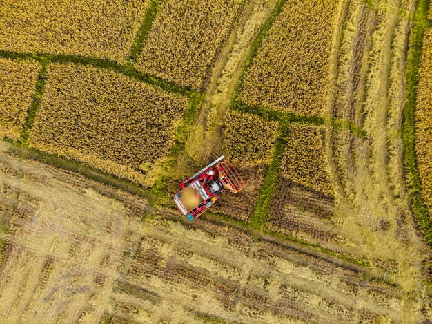 Rice farm on harvesting season by farmer with combine harvesters. And tractor on Rice field plantation pattern. photo by drone from bird eye view in countryside