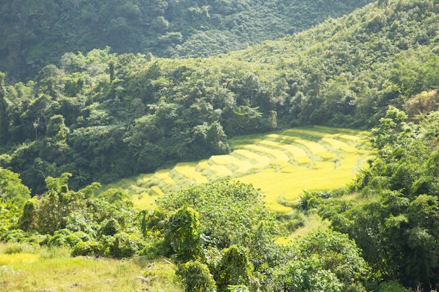 Rice farm on the mountain