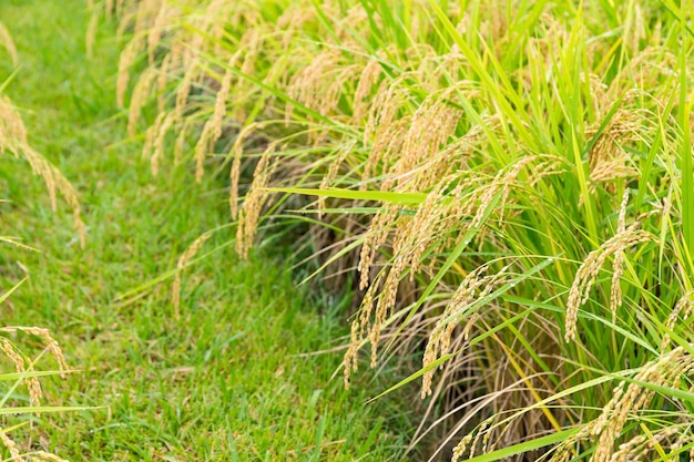 Rice farm