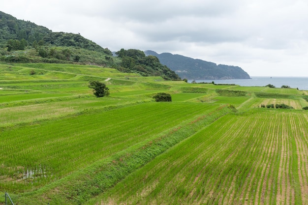 Rice farm