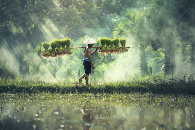 Rice farming, Farmers grow rice in the rainy season.