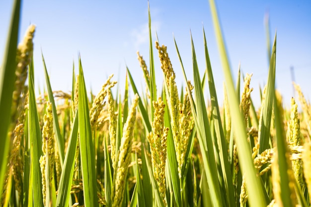 Rice farmland