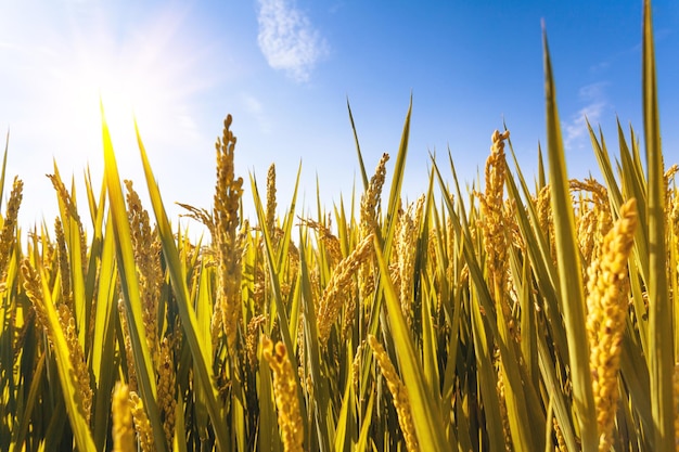 Rice farmland